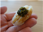 scallop with kaluga caviar